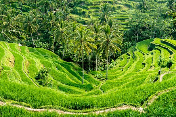 Bali Ubud Rice Terraces